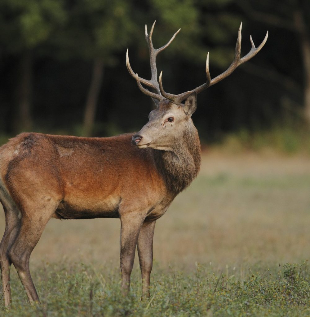 Red,Deer